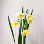 Narcissus